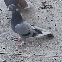 کفتر ماده سبز پرشی|پرنده|یزد, |دیوار