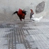 مرغ و خروس در ملکشاهی
