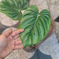 میخک ،هویا|گل و گیاه طبیعی|شیراز, شیخ روزبهان|دیوار