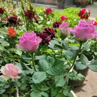 کلیه خدمات باغبانی . سمپاشی . گلکاری درخت کاری .