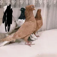 کبوتر|پرنده|اصفهان, حصه جنوبی|دیوار