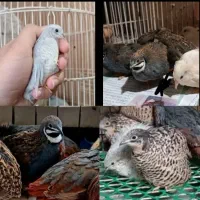 بلدرچین‌ مینیاتوری