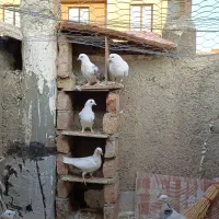 کبوتر|پرنده|کرج, ساسانی (قلمستان)|دیوار