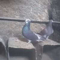 کفتر|پرنده|زیرکوه, |دیوار