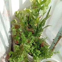 گل های طبیعی زییا|گل و گیاه طبیعی|یاسوج, |دیوار