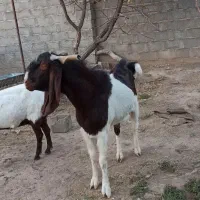 تکه پاکستانی نر بز اصیل لنگ سه قلو|حیوانات مزرعه|مشهد, باغ فراگرد|دیوار