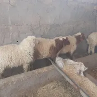 بره ها نره درحمیدیه|حیوانات مزرعه|حمیدیه, |دیوار