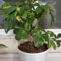 بونسای شفلرا