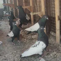 کله سیاه و سینه سیاه