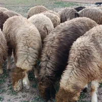 شیشک داشتی|حیوانات مزرعه|شیراز, شهرک قمشه|دیوار