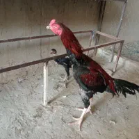 خروس و جوجه خروس
