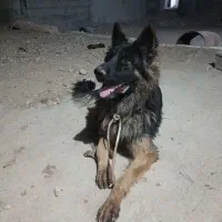 سگ ژرمن نر بزرگ کله خرسی. معاوظع با موتور پاکشتی