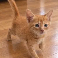 واگذاری یک بچه گربه نارنجی دلبر