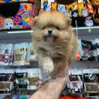 پامرانیان خرسی بو فیس|سگ|رشت, لاکانی|دیوار