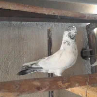 کبوتر اصیل ایرانی بلند پرواز