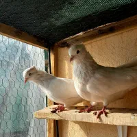 کبوتر اراکی|پرنده|شاهین‌شهر, خانه کارگر|دیوار