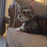 پیشی|گربه|گرگان, |دیوار