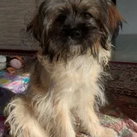 شیدزو ۶ ماهه