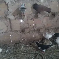 ۱۴ عدد کفتر پرشی یه بوم