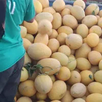 خربزه و هندوانه تازه‌چین با قیمت استثنایی|خدمات باغبانی و درختکاری|شوش, |دیوار