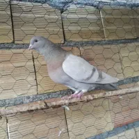 پرشی تیر ماه|پرنده|میانه, |دیوار