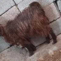 بز‌غاله|حیوانات مزرعه|خسروشاه, |دیوار