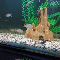 ردلاین سیلور شارک|ماهی|بروجرد, |دیوار