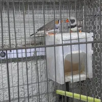 فنچ لپ سیاه معاوضه با بنگالی|پرنده|تبریز, |دیوار