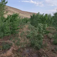 باغ ویلا خانه|فروش خانه و ویلا|خواجه, |دیوار