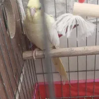 عروس هلندی|پرنده|حمیدیا, |دیوار