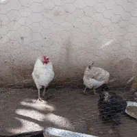 مرغ محلی اصیل