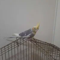 دو عدد عروس هلندی با قفس|پرنده|بومهن, |دیوار