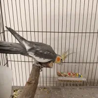 عروس نر مست