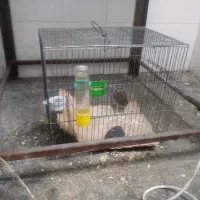 سهره خاکی مرق عشق قناری