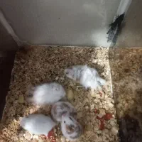 همستر نر و ماده با بچه|موش و خرگوش|آستانه اشرفیه, |دیوار