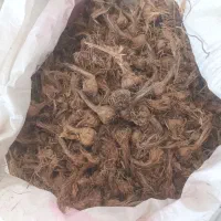 پیاز زعفران