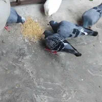 کبوتر