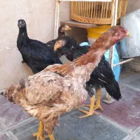 فروش‌جوجه‌مرغ وخروس‌اوشامو ومرغ‌افغان|حیوانات مزرعه|کامیاران, |دیوار