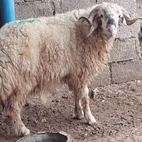 بعد از پل عبدالخان ..خزرج