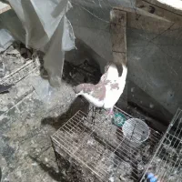 چند عدد پرنده