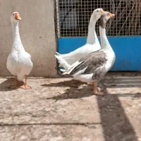 غاز|پرنده|تهران, علایین|دیوار