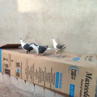 مرغ عشق|پرنده|خواف, |دیوار