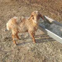 بره نر