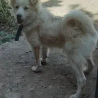 پاکوتاه