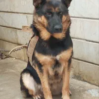 فروش سگ ژرمن ورک یک ساله