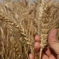 گندم بذری رقم احسان  N 8720 گندم قرمز|عمده‌فروشی|مینودشت, |دیوار