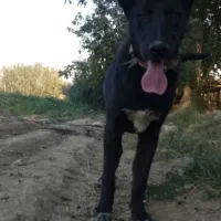 سگ سرابی اصل