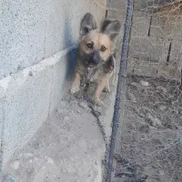 واگذاری سگ اشپیتس