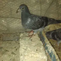 چند عدد کبوتر فروشی