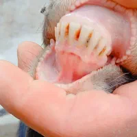 بز جوان همراه دو بزغاله دوقلو نر|حیوانات مزرعه|فاضل آباد, |دیوار